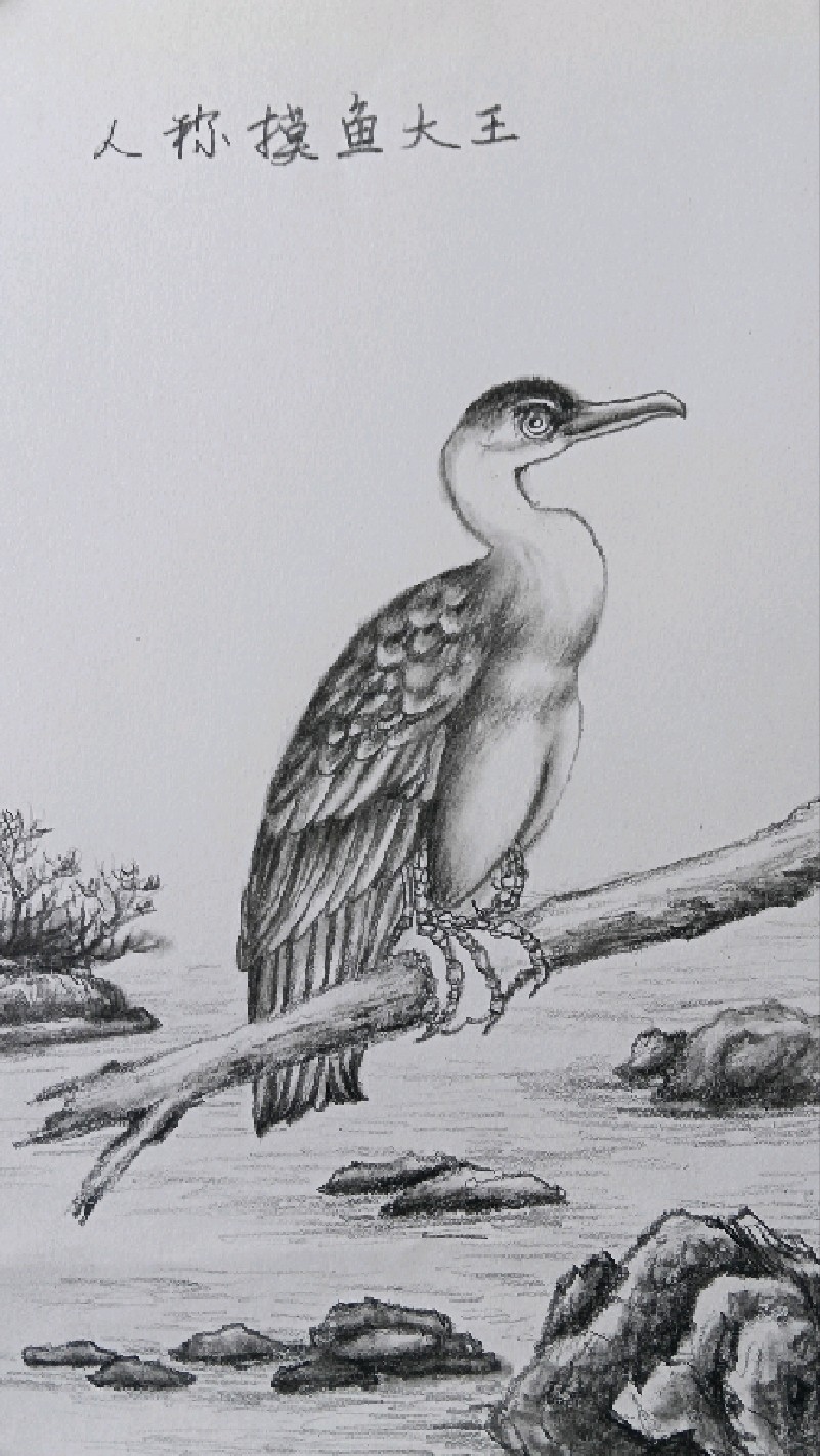素描画,人们通称的摸鱼大王