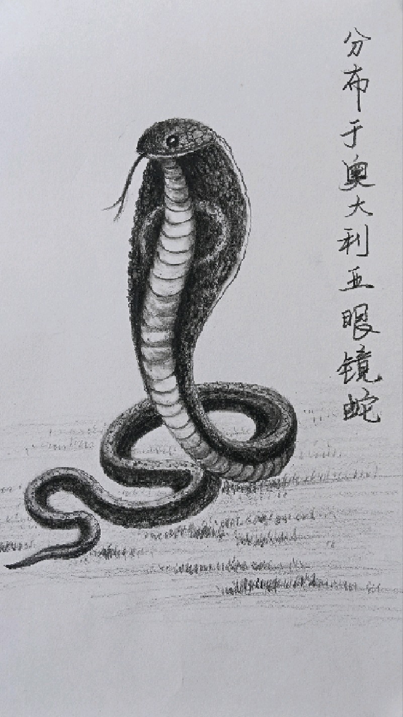 素描铅笔绘画分布于澳大利亚的眼镜蛇