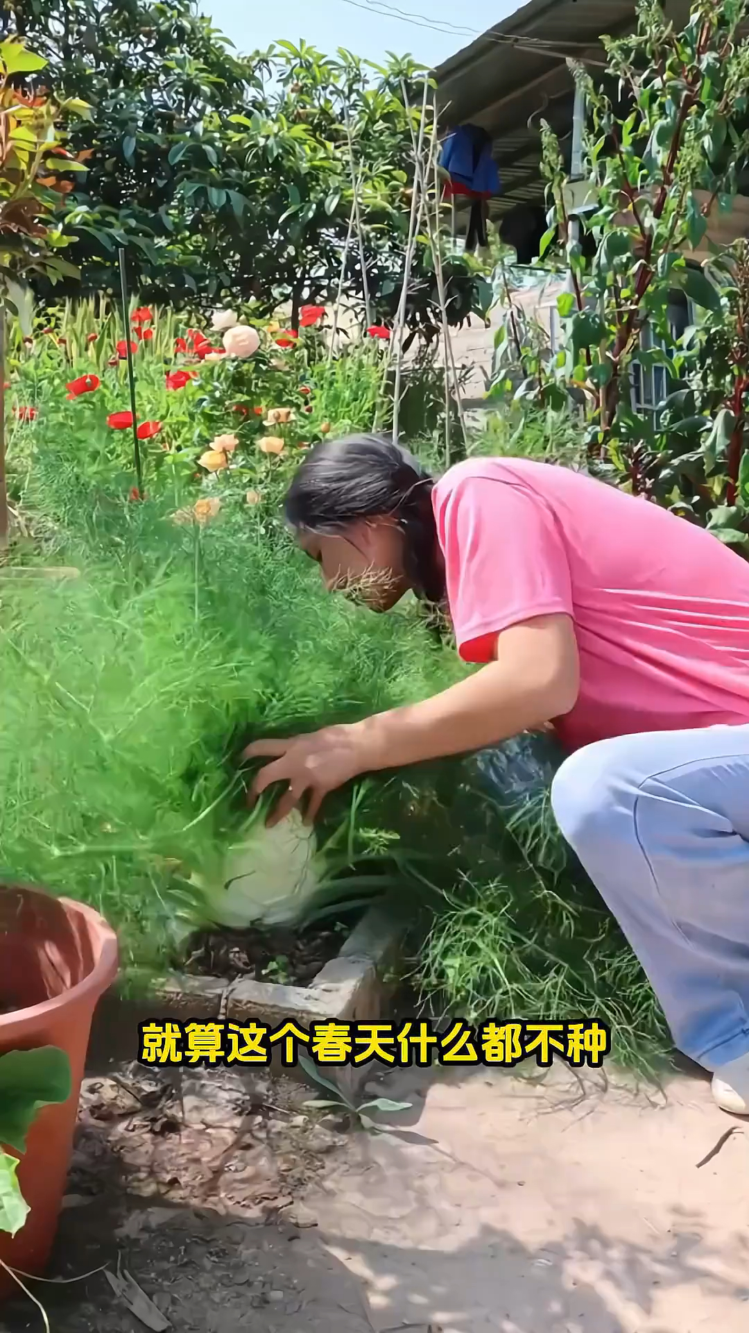 球茎茴香是一款根茎叶子和种子都能吃的蔬菜,包饺子简直太香了