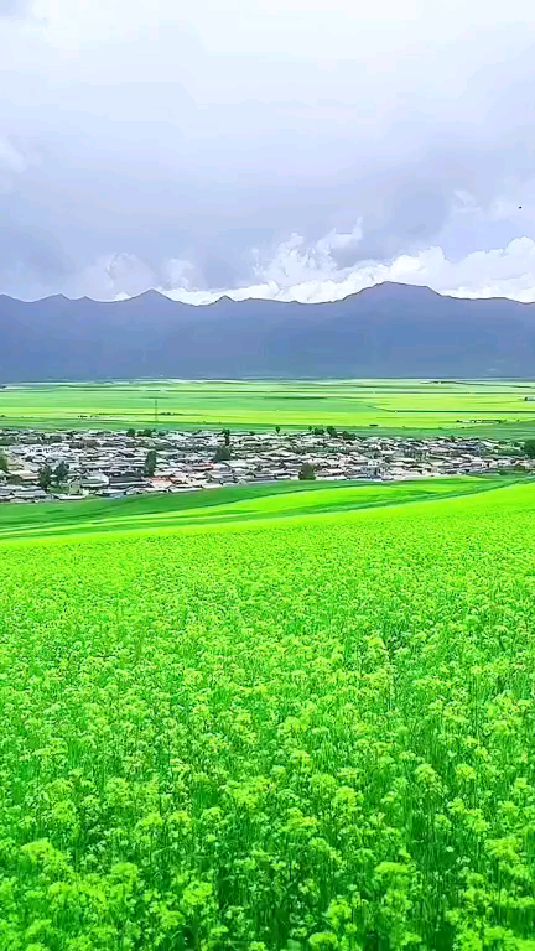 青海门源花海的油菜花