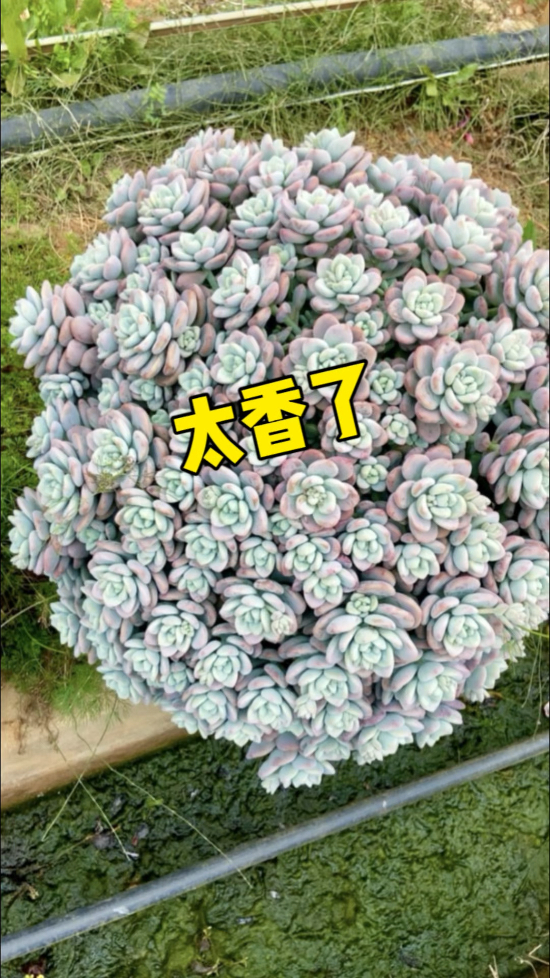 多肉植物的魅力不止于此,光是洛神这一个品种就有多样的形态