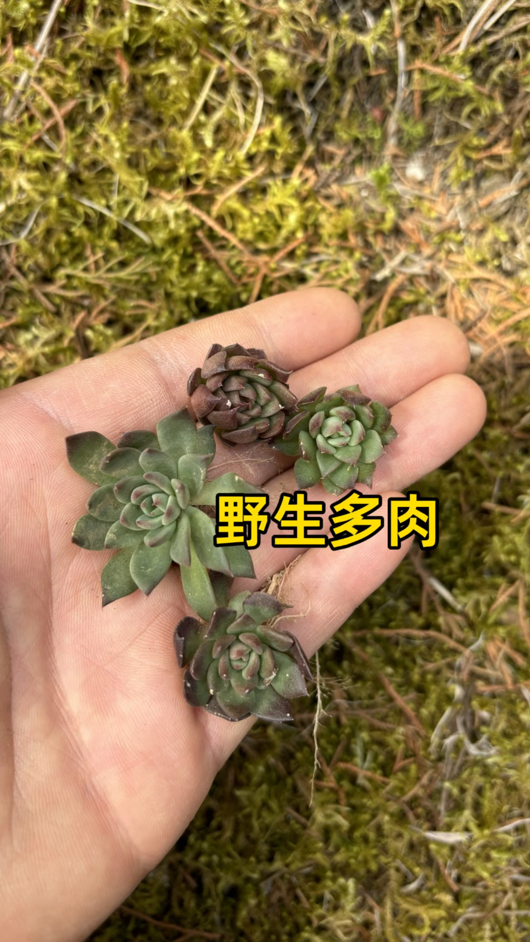 这种野生多肉值不值得养?山野之子拒驯养以死守自由”