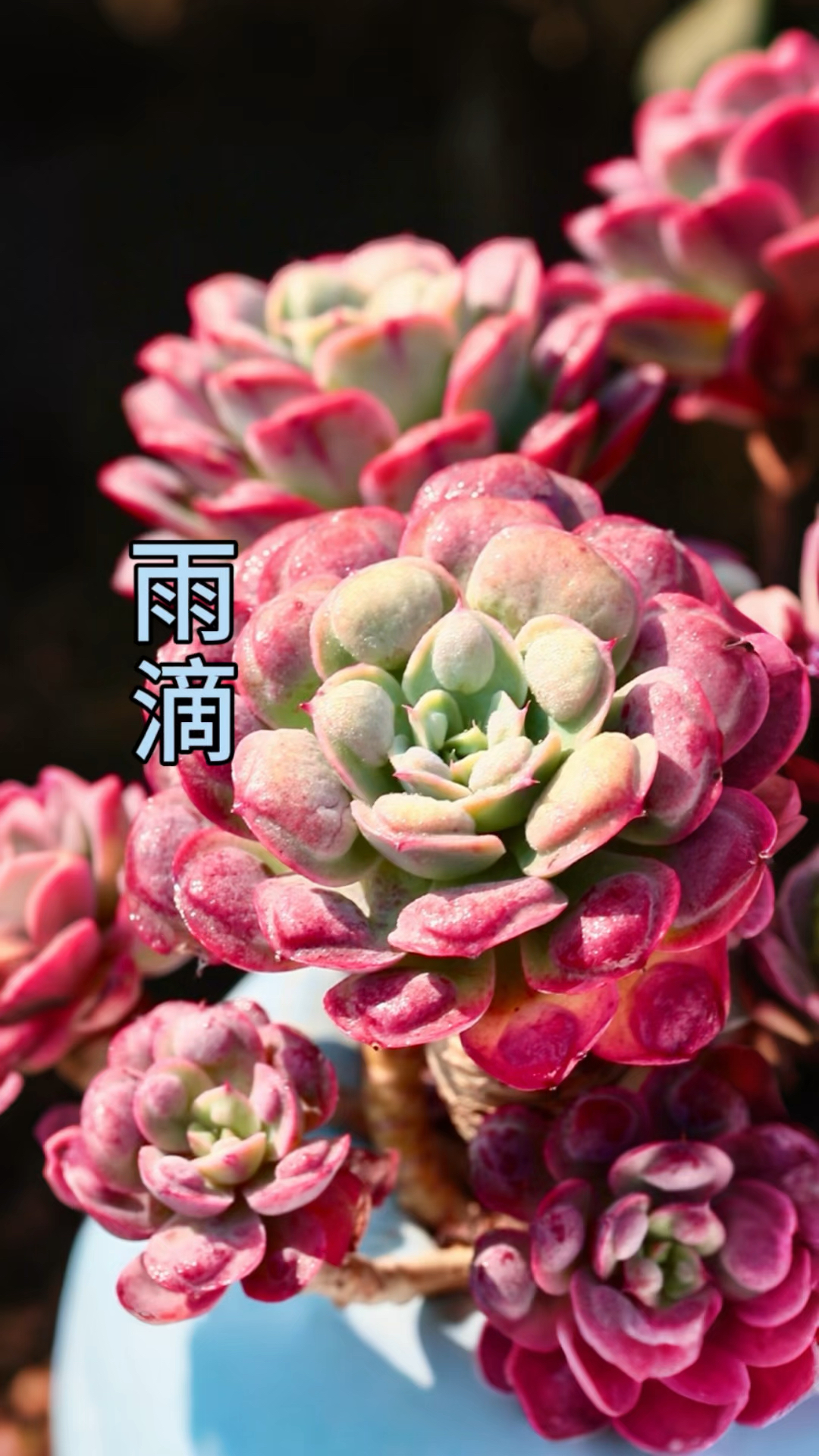 叶片肥厚莲座状,凸起雨滴缀叶面,秋染红晕透光泽。