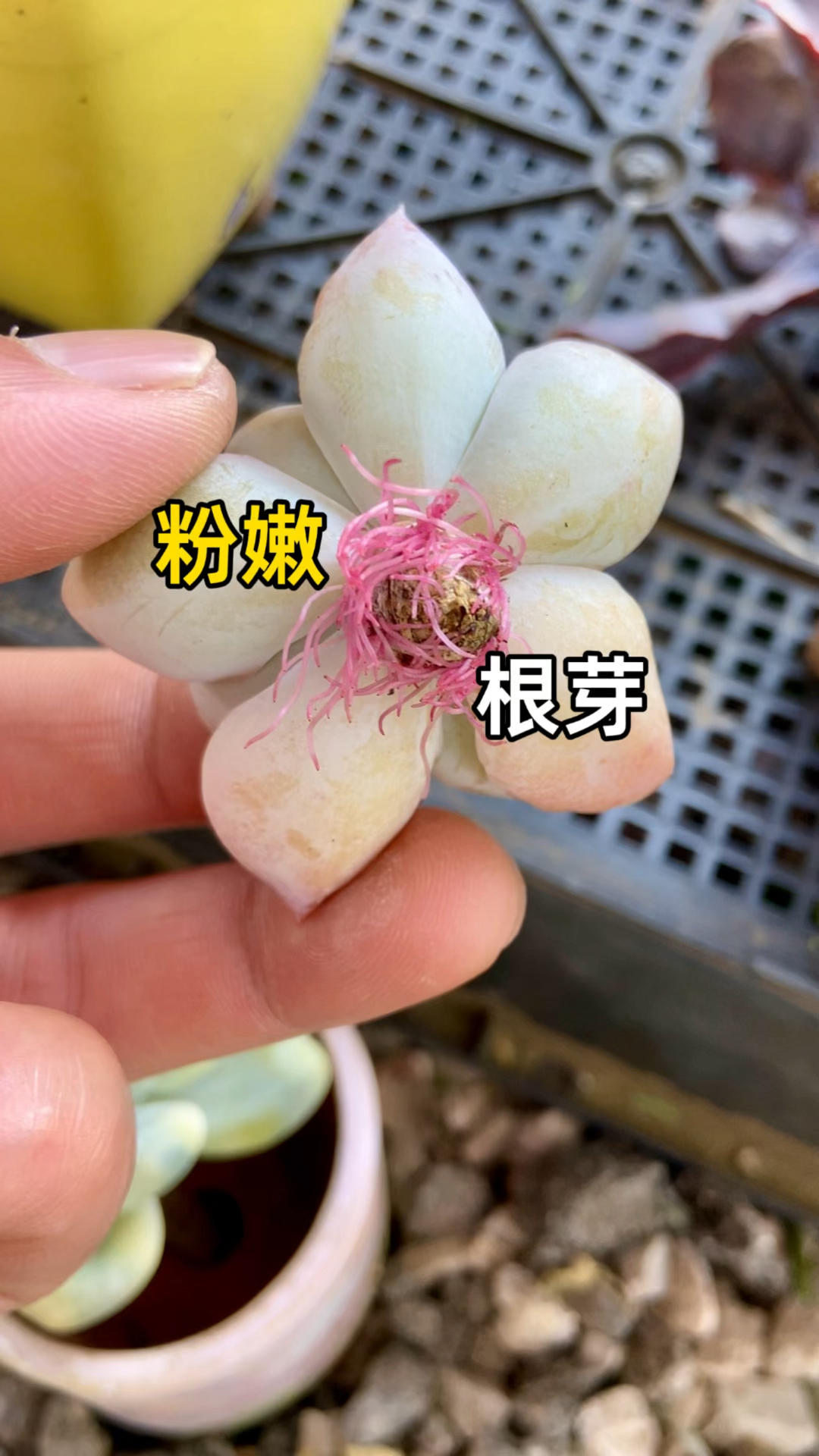 多肉植物真的太好养了,你养不好多肉植物的原因是什么?