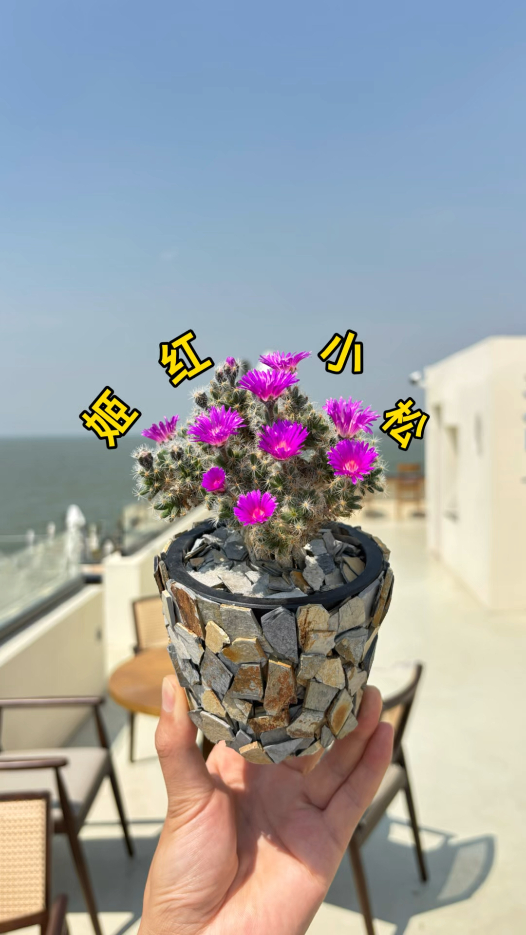 大部分多肉植物开花不好看,但番杏科的除外