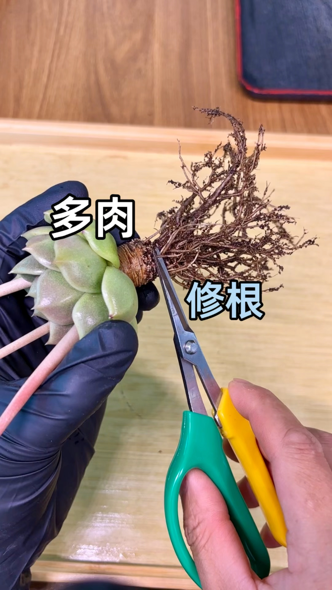 多肉植物养太久了需要更换新的土壤才能长得更好