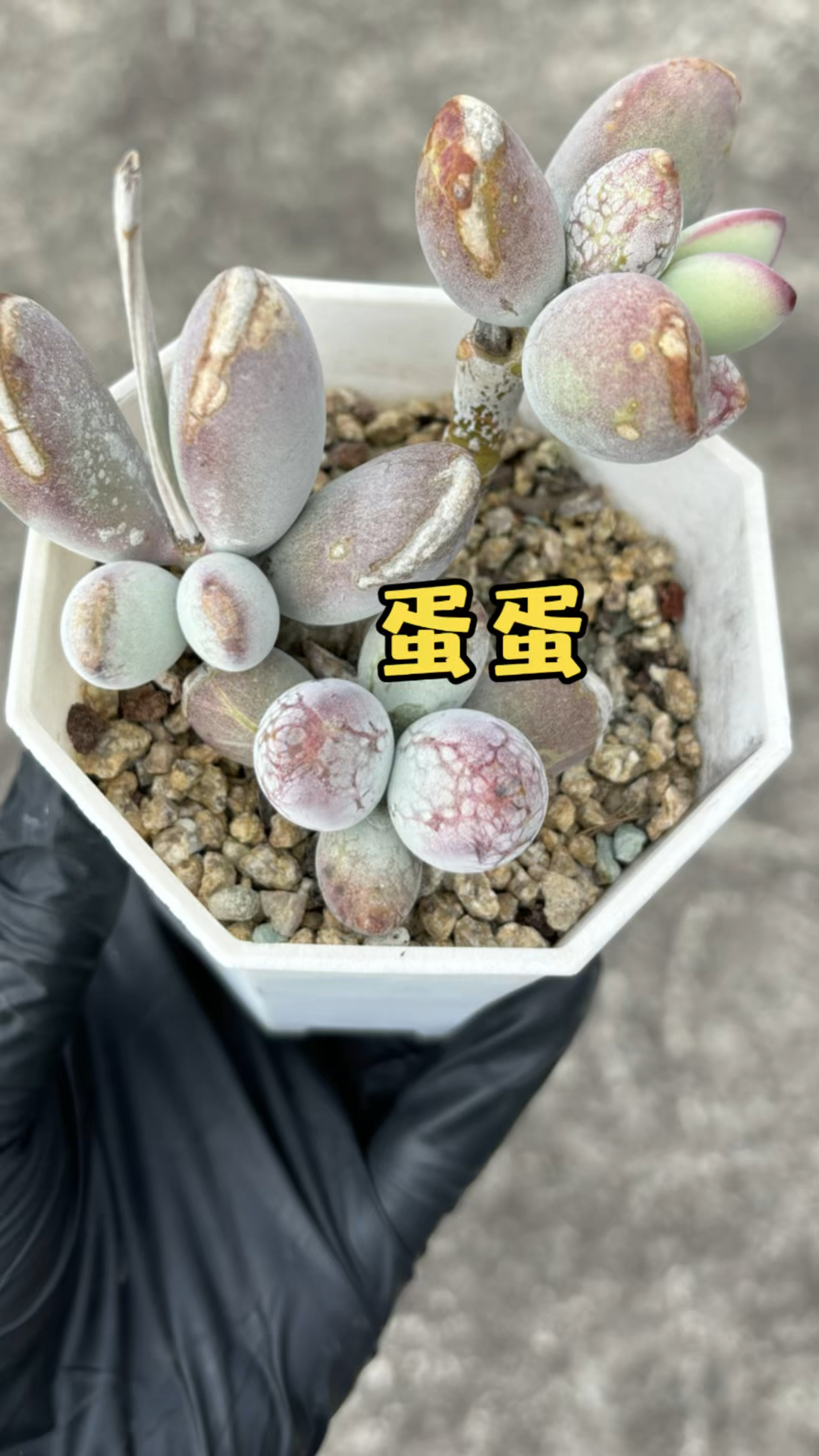 大家帮忙看看这多肉叫什么名字?