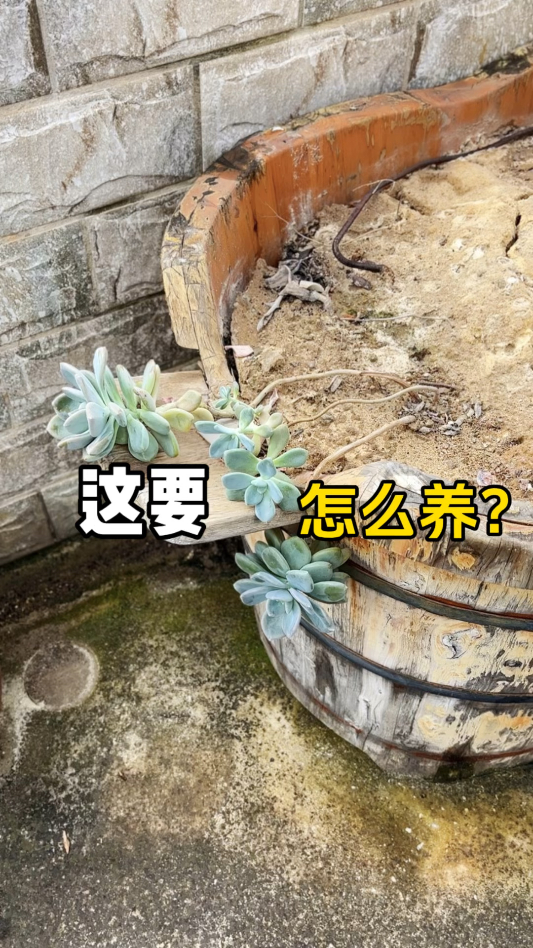 这棵多肉的命运齿轮开始转动了！一棵已经徒长的多肉要如何养护？