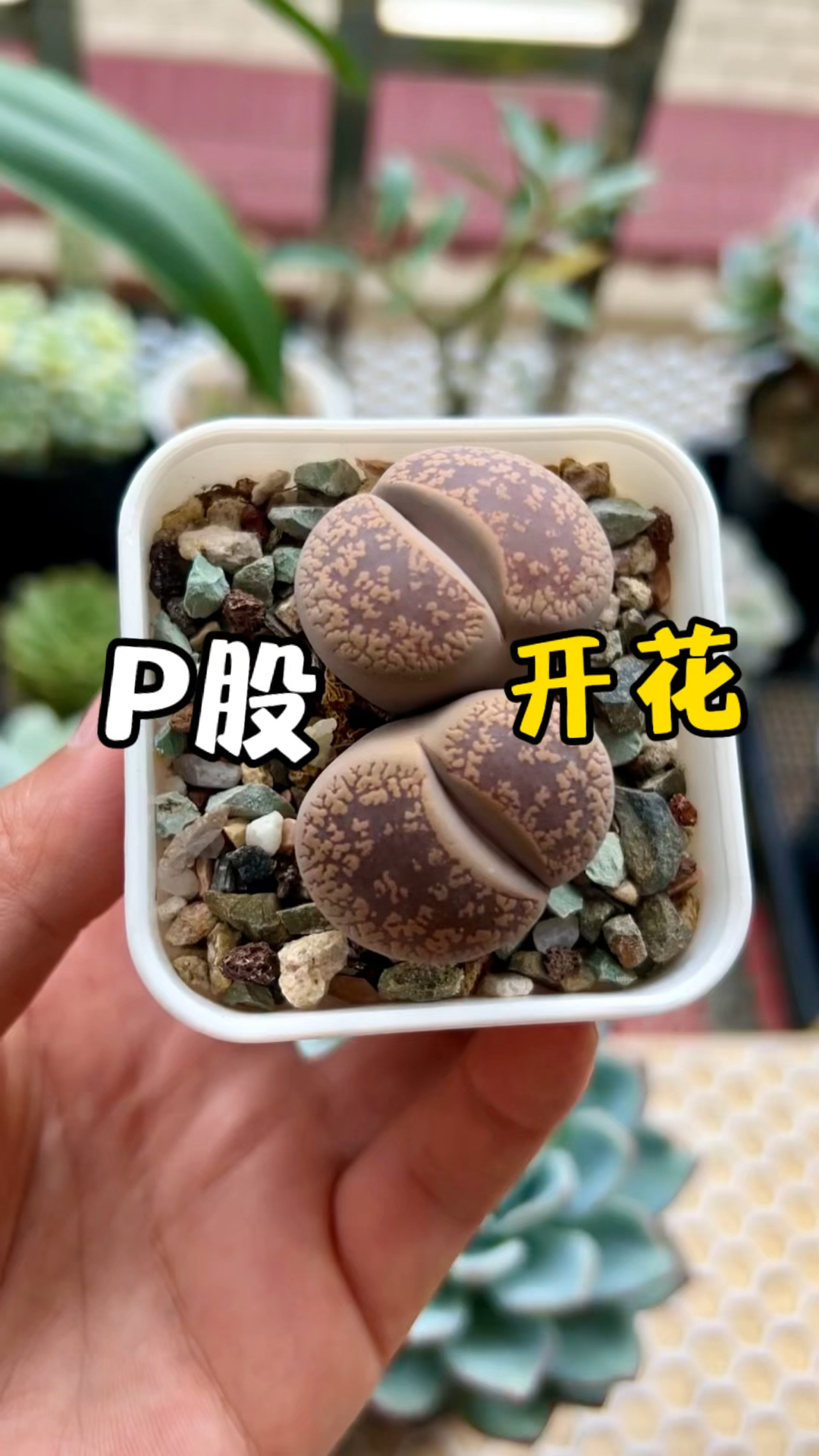 开花不忍直视的多肉植物