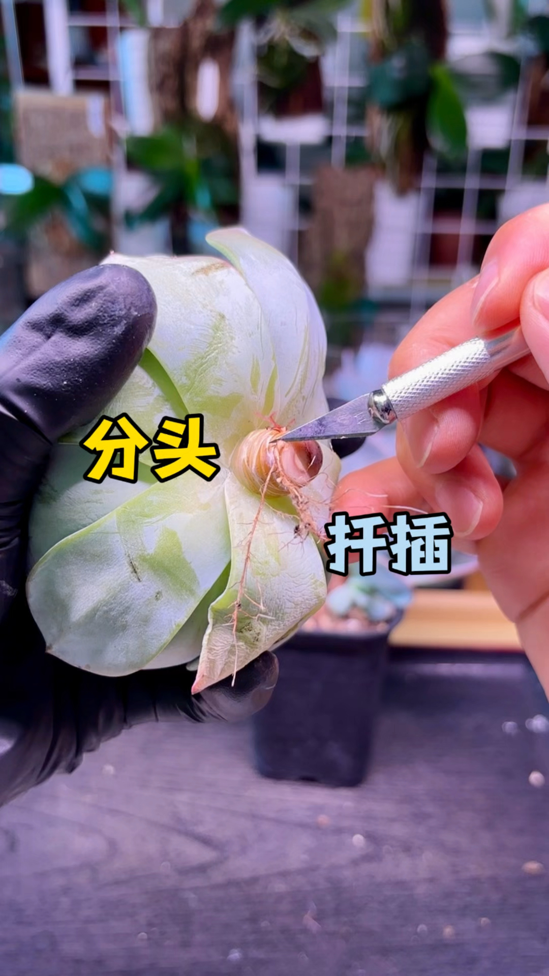 多肉植物只会越养越多，它可以分头扦插，也可以用叶片繁殖