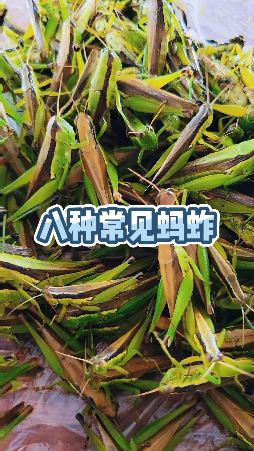 八种蚂蚱,吃过的举手