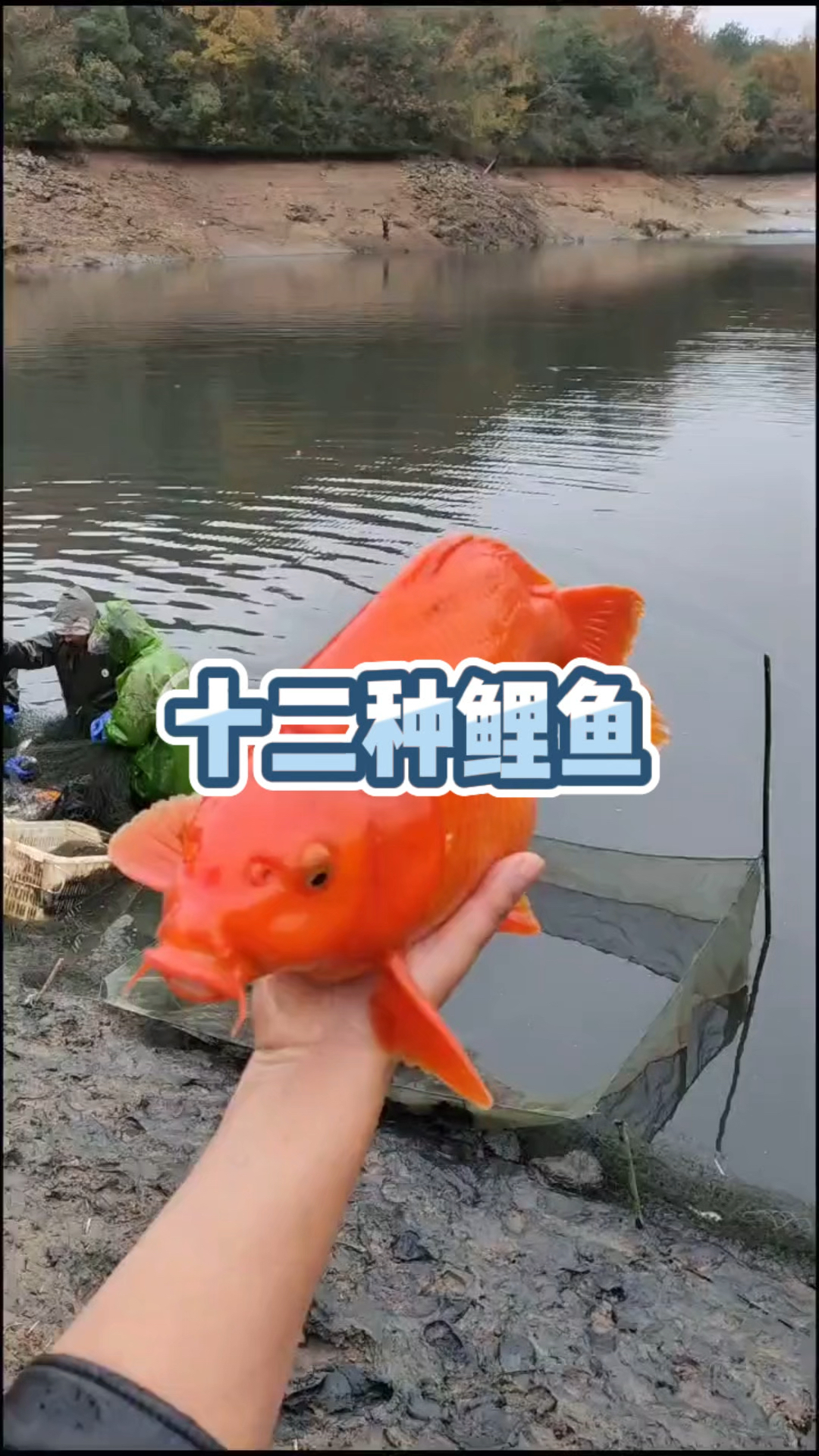 认识十二种鲤鱼吧
