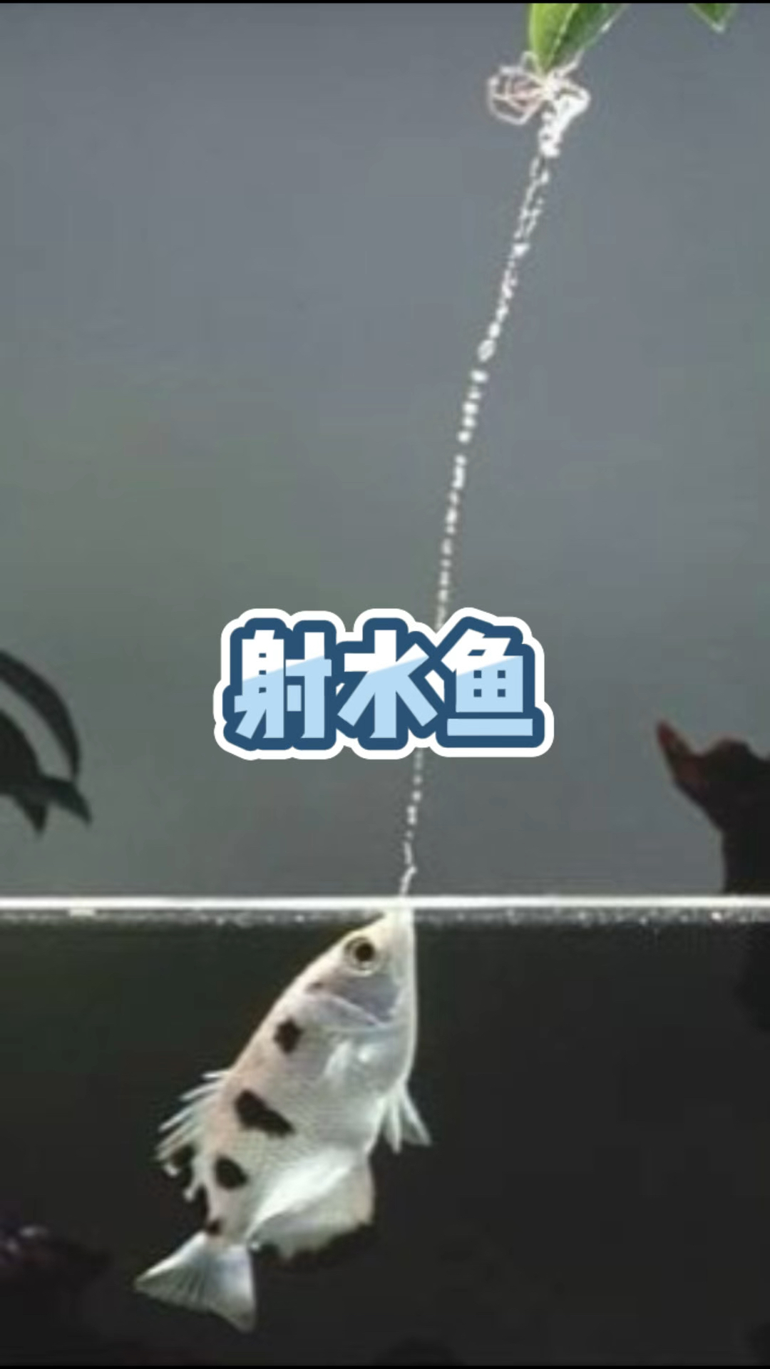射水鱼，能精准打落空中飞虫！