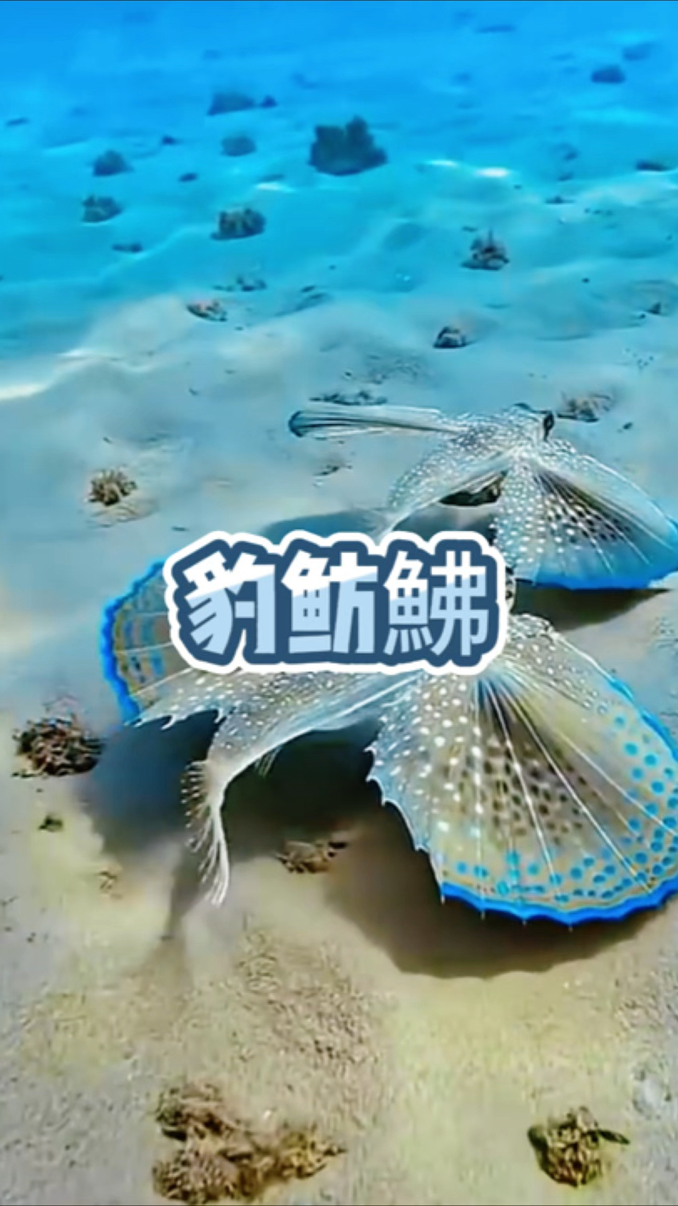 这只会飞的鱼叫豹鲂鮄，是有着悠久历史的古老鱼类