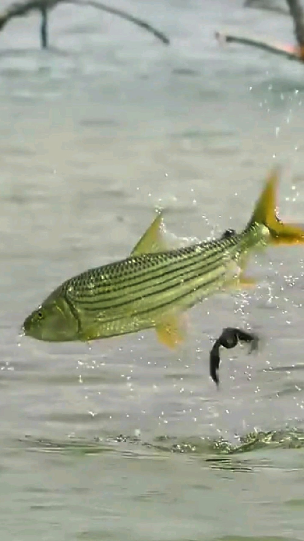 飞虎鱼可以捕猎小燕子