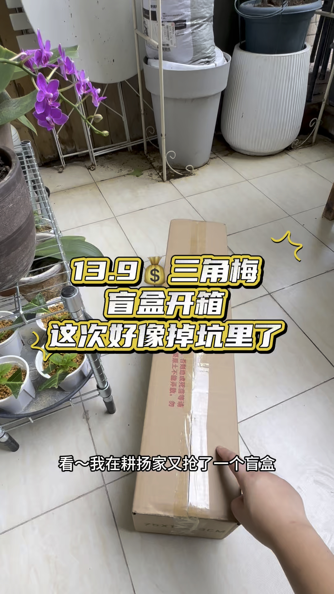 13.9元三角梅盲盒,虽然性价比很高,但主杆皮都烂了,还能活吗?