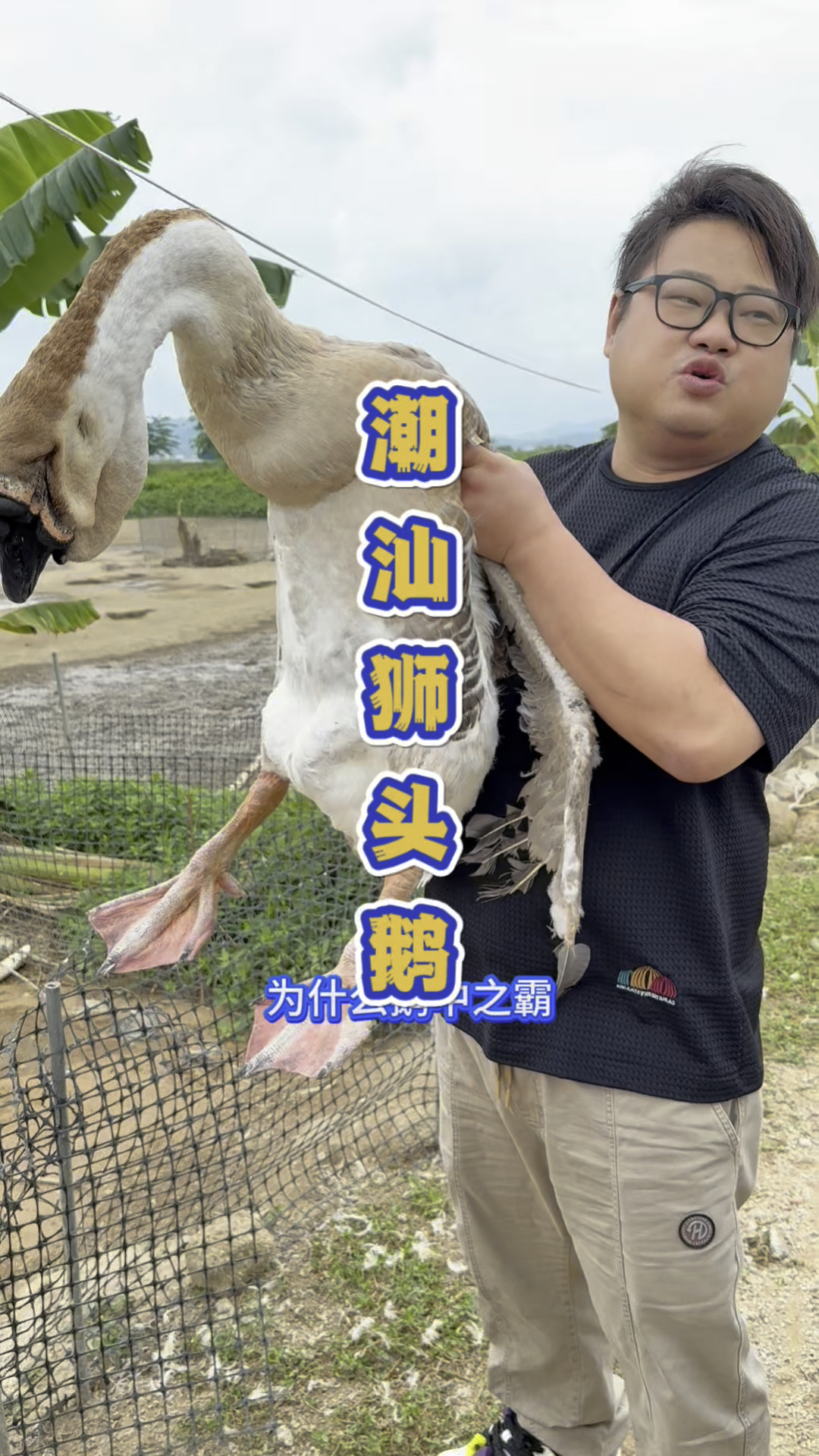 广东潮汕1280一个的狮头鹅