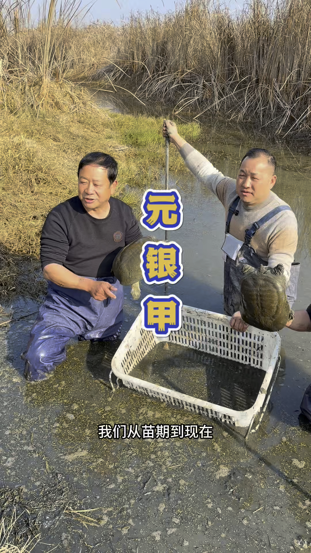 湖北武汉的甲鱼大王