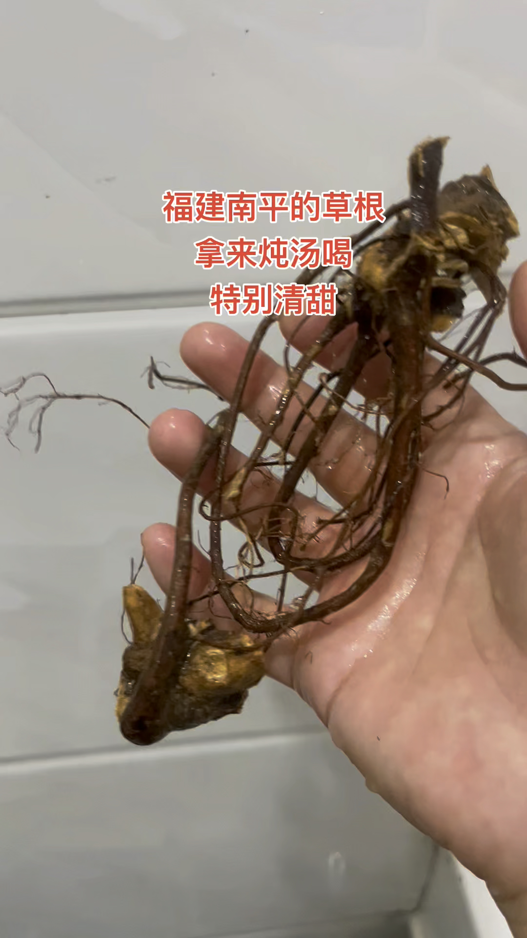 福建南平的草根,拿来炖鸭肉汤喝特别清甜