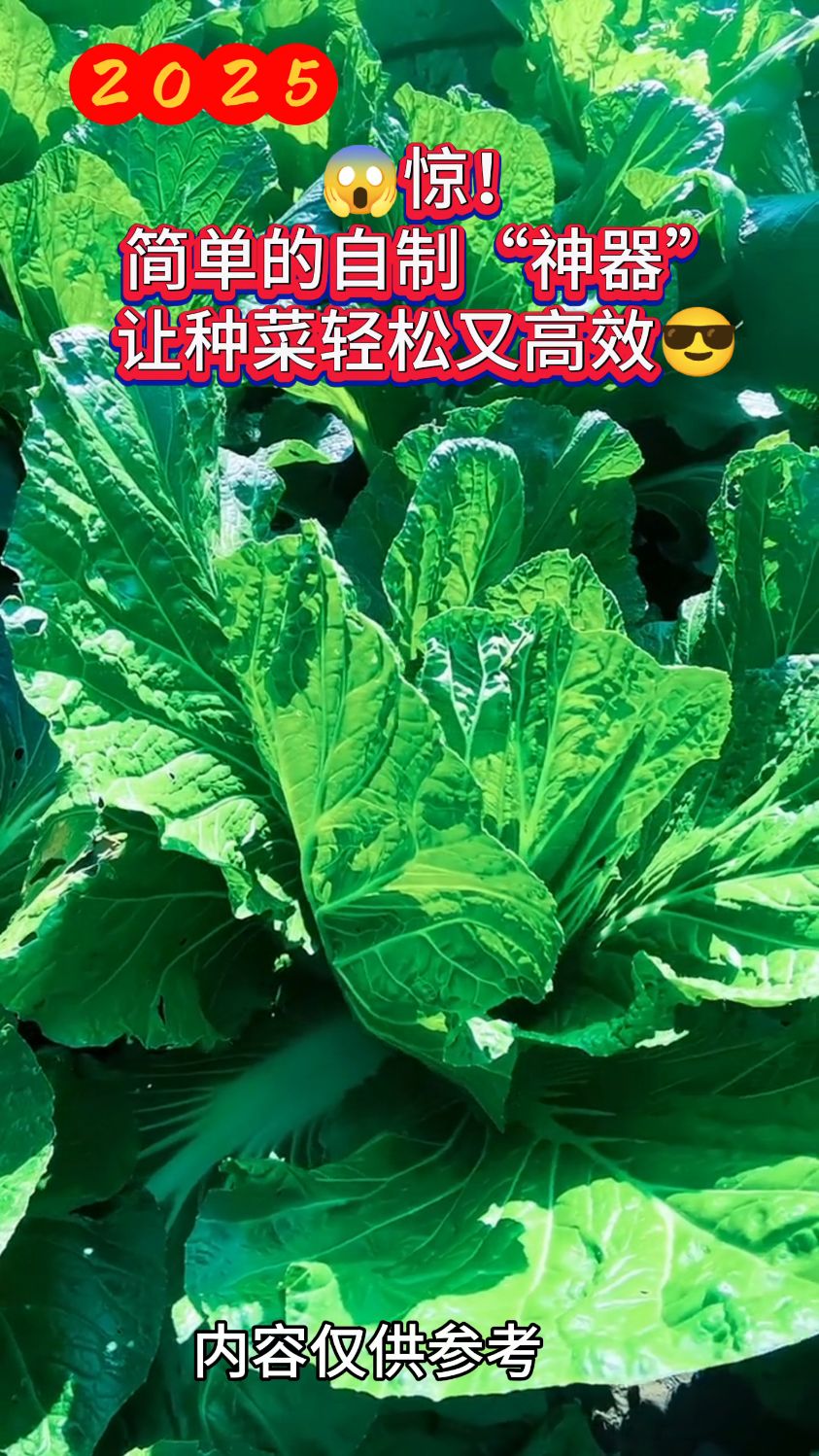 自制种菜神器省钱又好用。