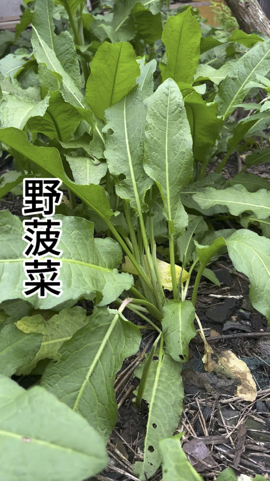 你知道吗?土大黄的叶子又叫野菠菜