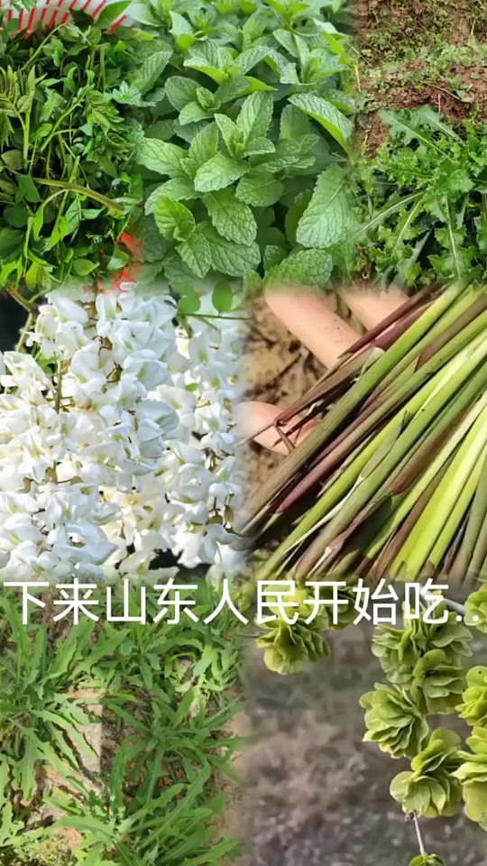 山东人民的野味,春天挖野菜