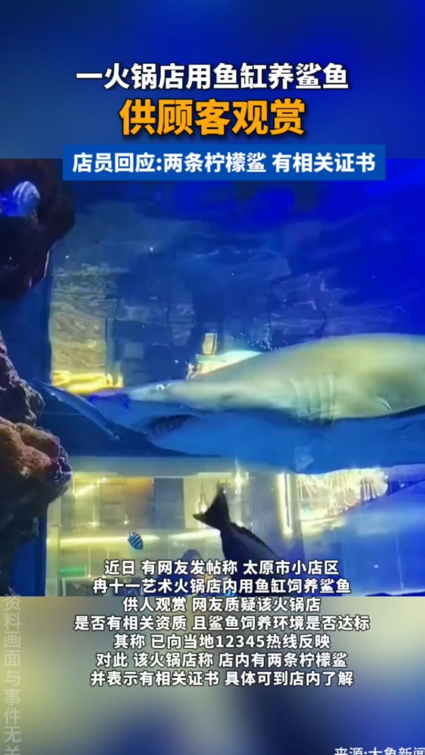 火锅店用鱼缸养鲨鱼供人观赏