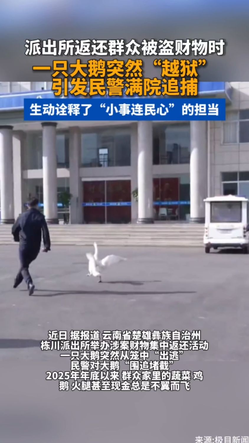 派出所里抓大鹅背后原因好暖心