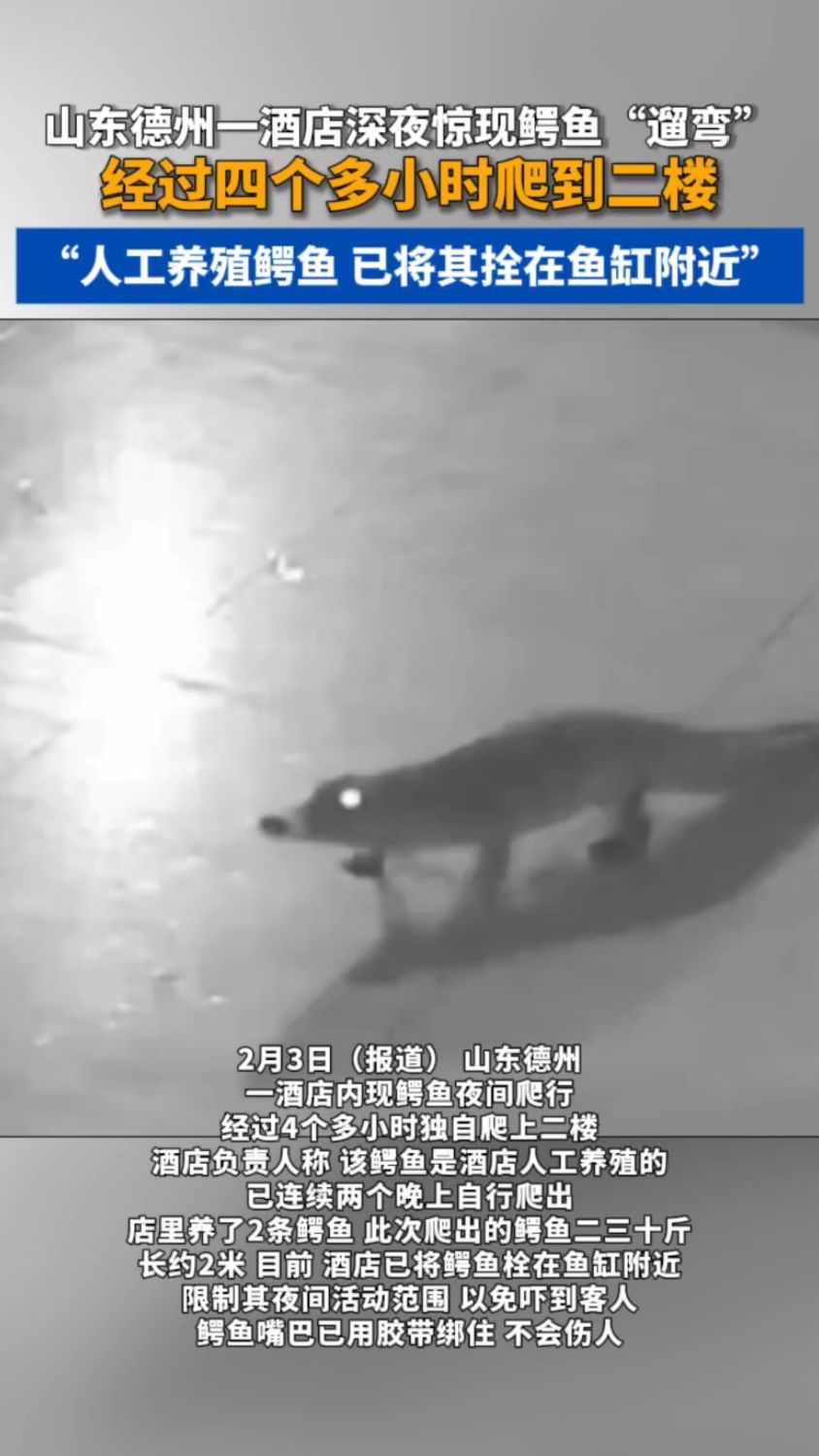 山东一酒店鳄鱼自行爬出4个小时上2楼