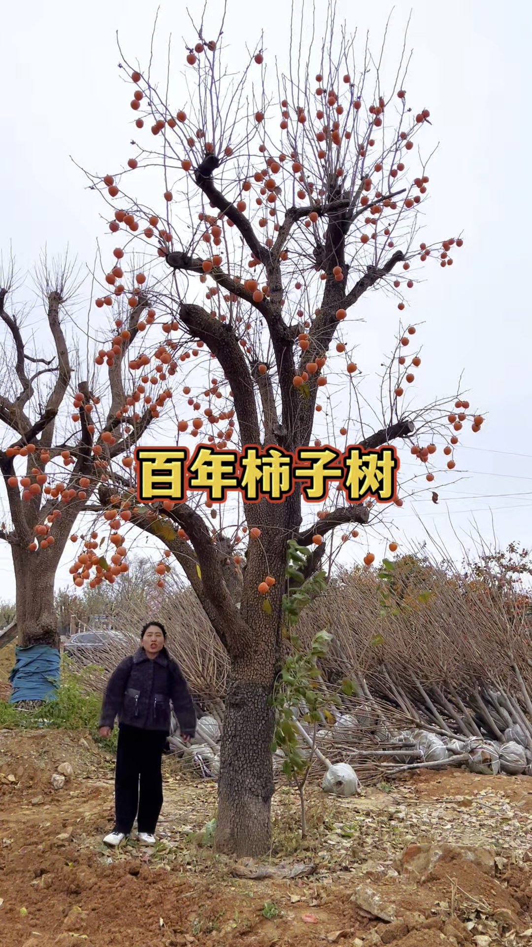 百年柿子树价格也是一落千丈