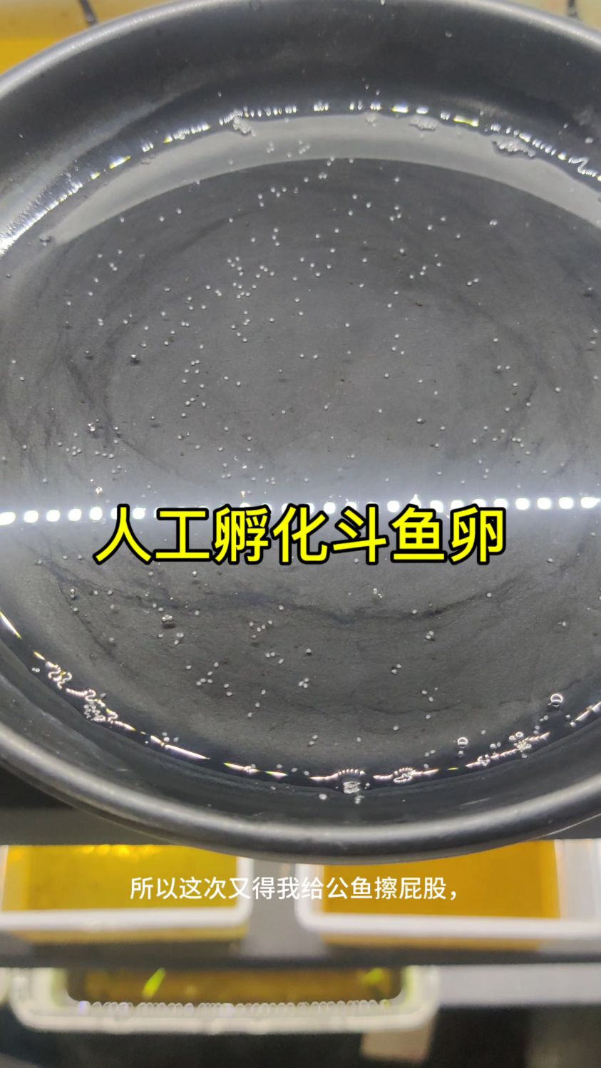 遇到不负责的公鱼,只能人工孵化鱼苗了