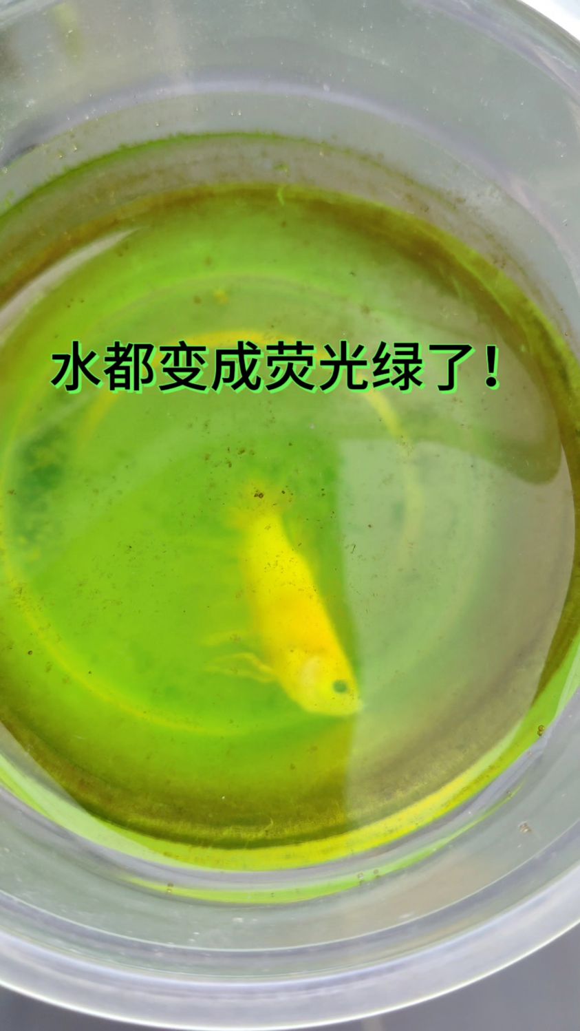 震惊～荧光绿斗鱼死后把水都染成了绿色