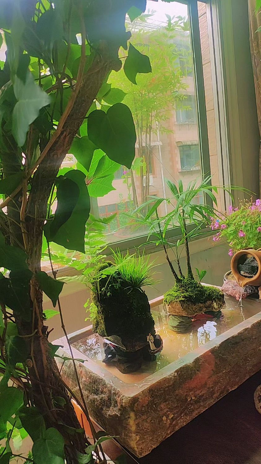 石头鱼缸——养鱼即养心