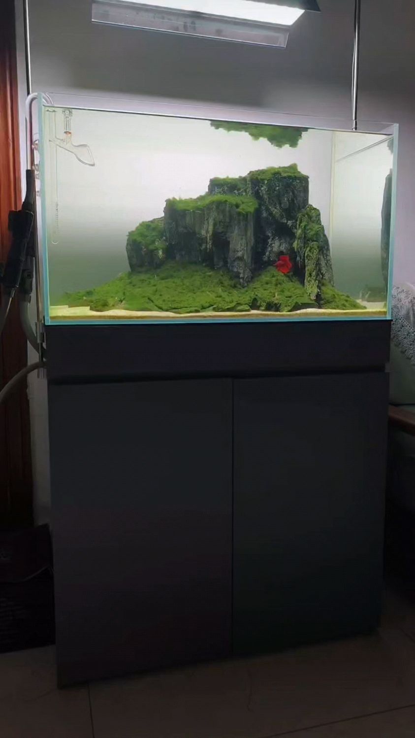 鱼缸造景,鱼儿水中游