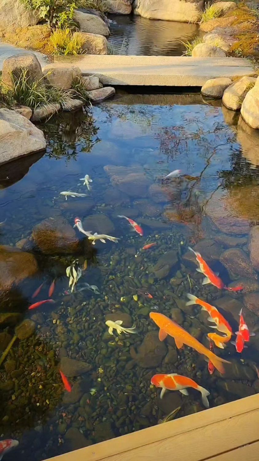 鱼儿水中游，惬意无所求
