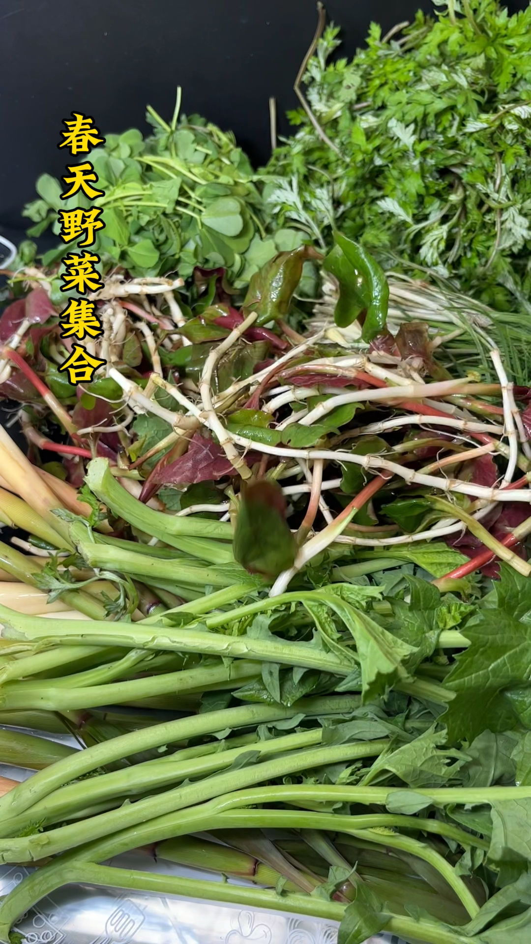 来和我一起山林寻宝,满满当当的野菜大集合