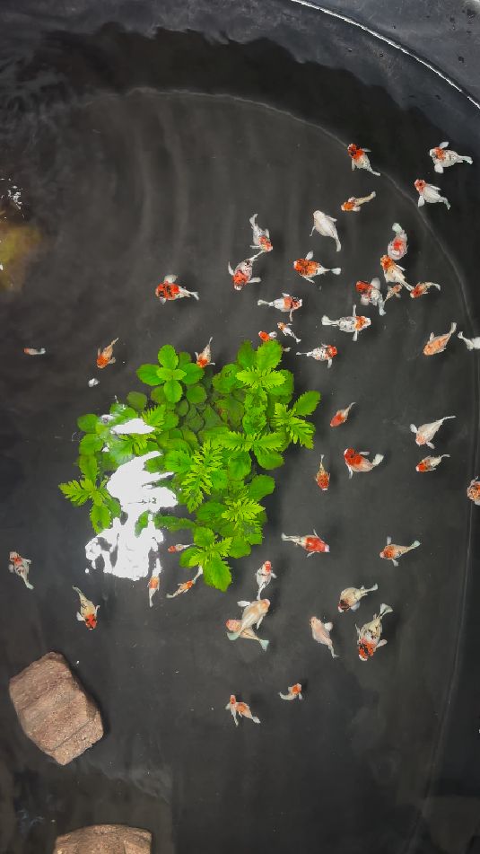 橘色玛丽鱼围着食粒转，干饭样子太可爱