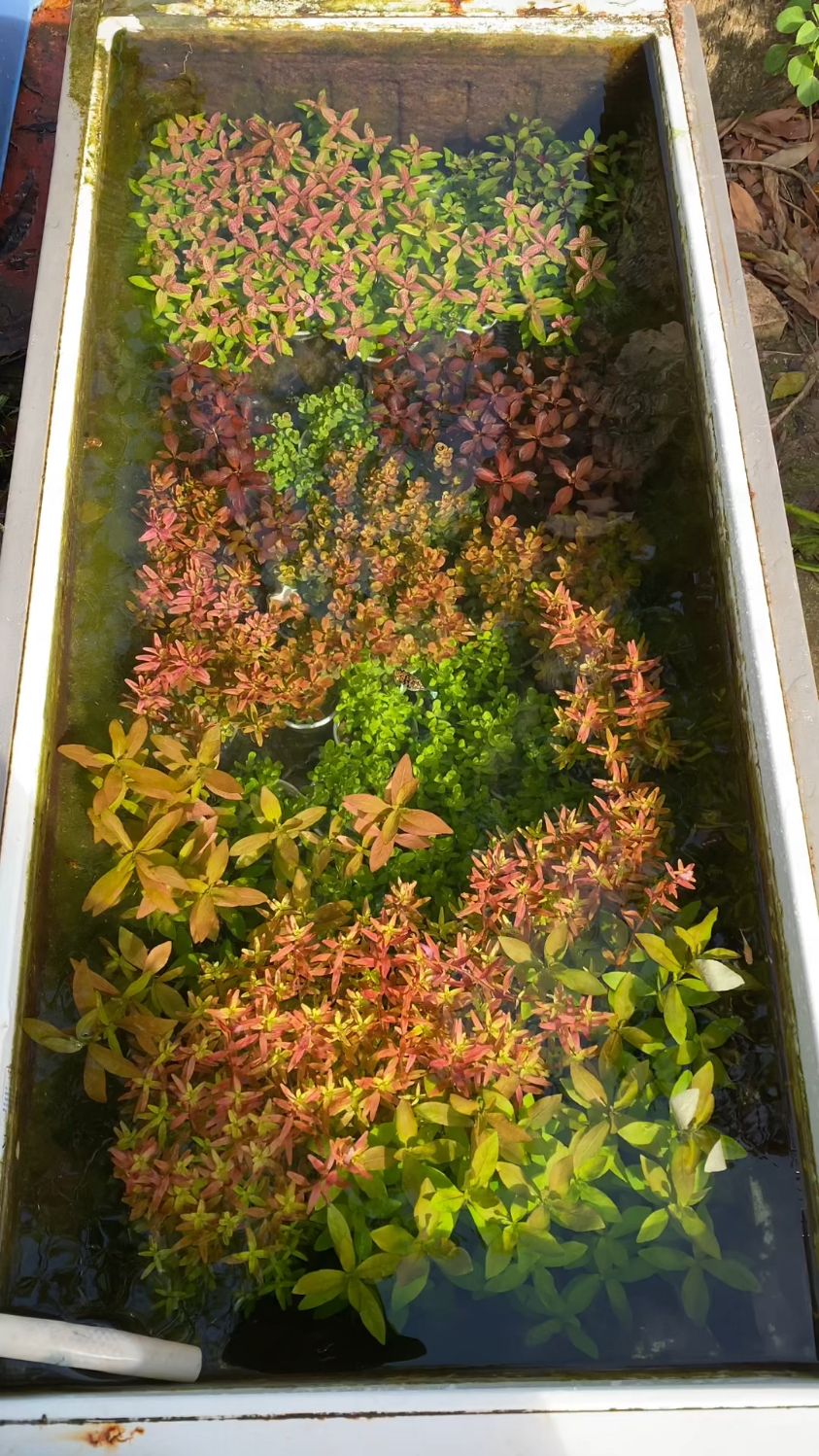 水草池变彩色海洋,鱼儿悠闲地穿梭其中