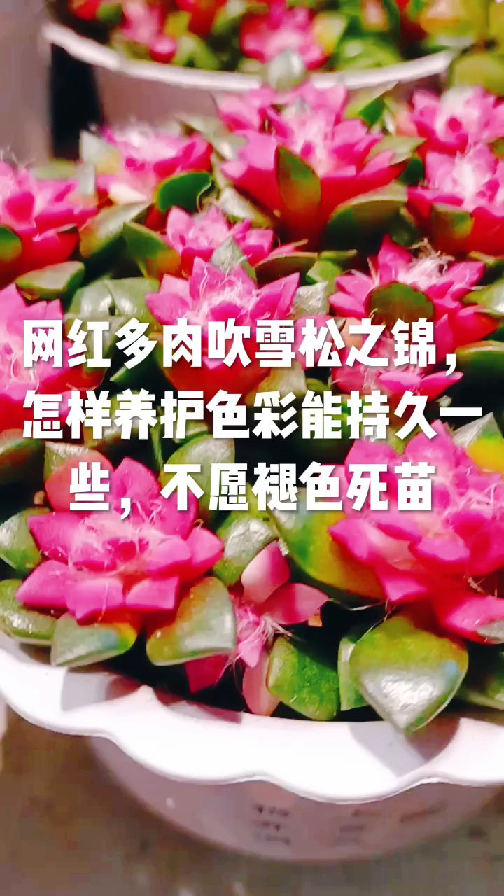 网红多肉吹雪松之锦,怎样养护色彩能持久一些,不愿褪色死苗