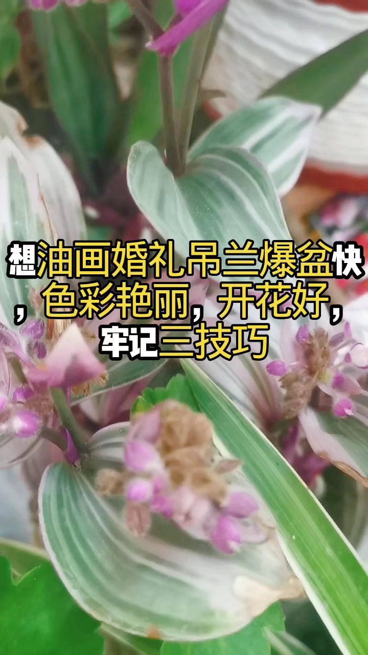 想油画婚礼吊兰爆盆快,色彩艳丽,开花好,牢记三技巧
