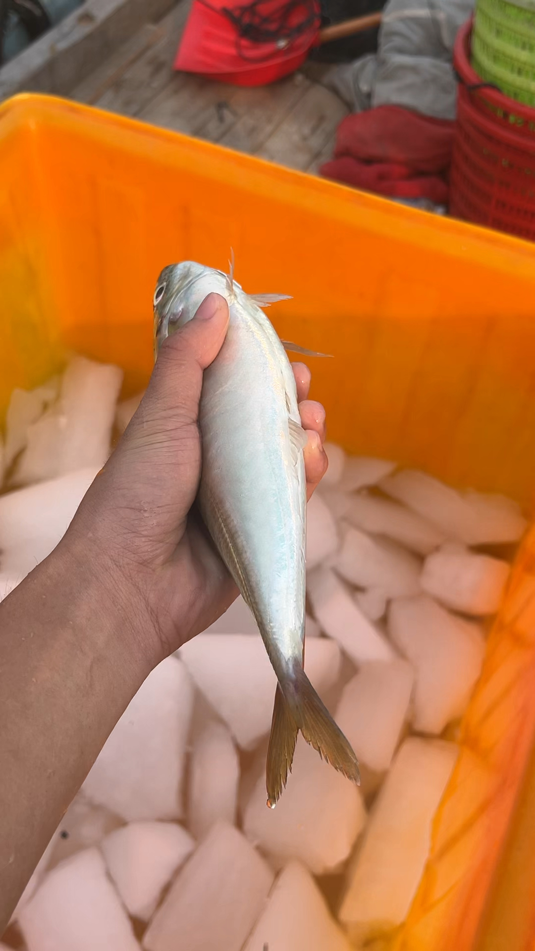 新鲜的海鱼怎么做都好吃