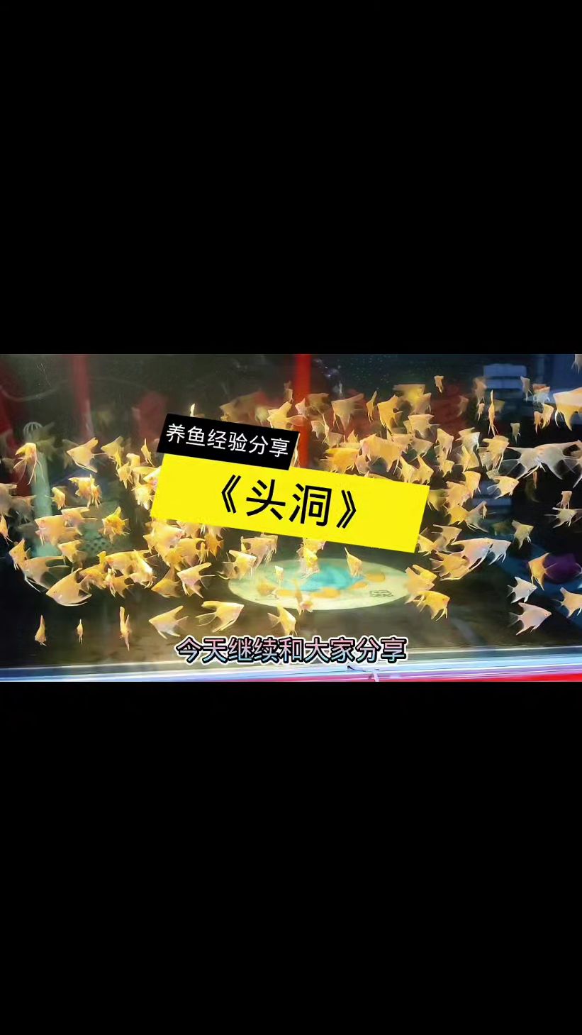 养鱼经验分享《头洞》