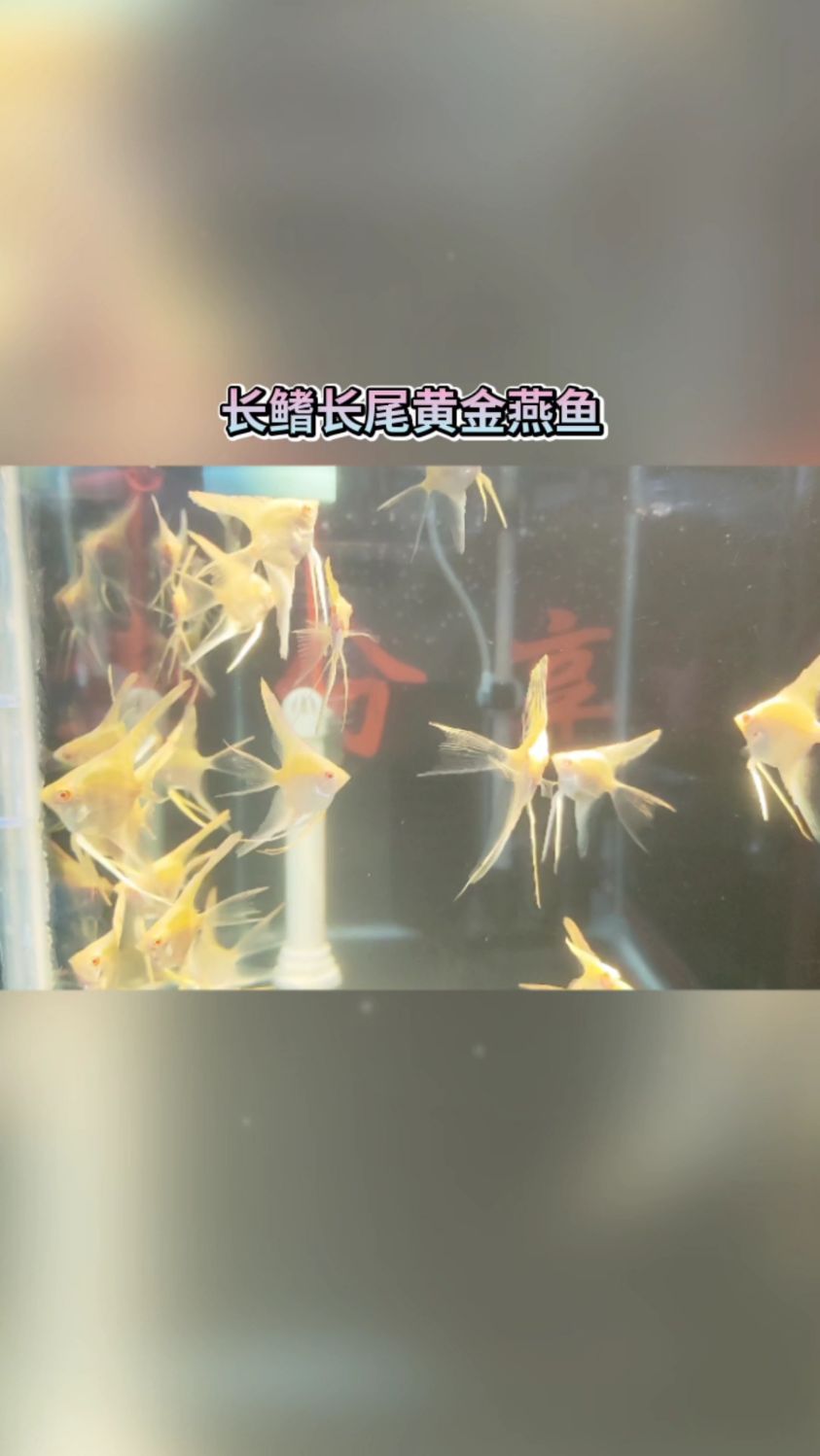 鱼乐生活记录(长鳍长尾燕鱼)