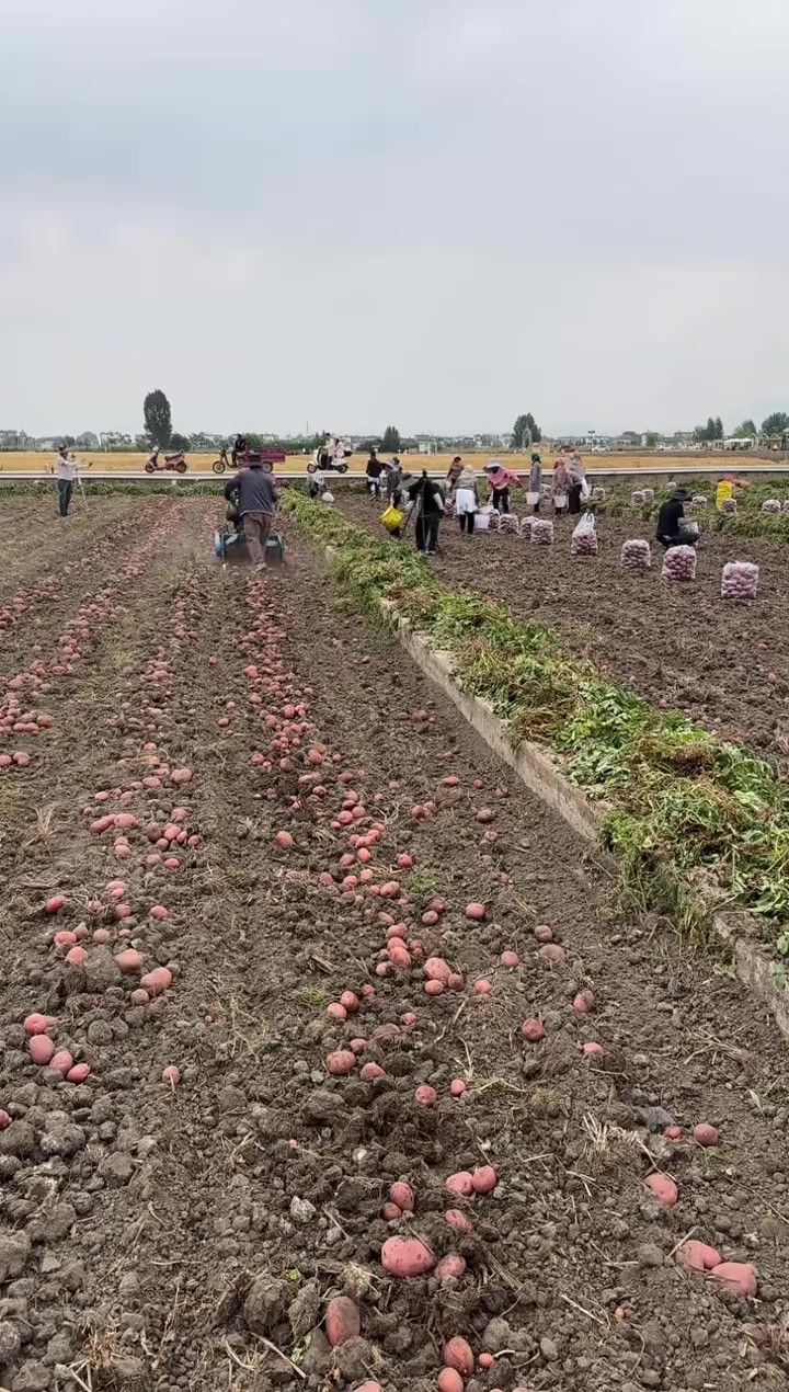 红皮黄心土豆，生长过程天然，细腻口感超享受