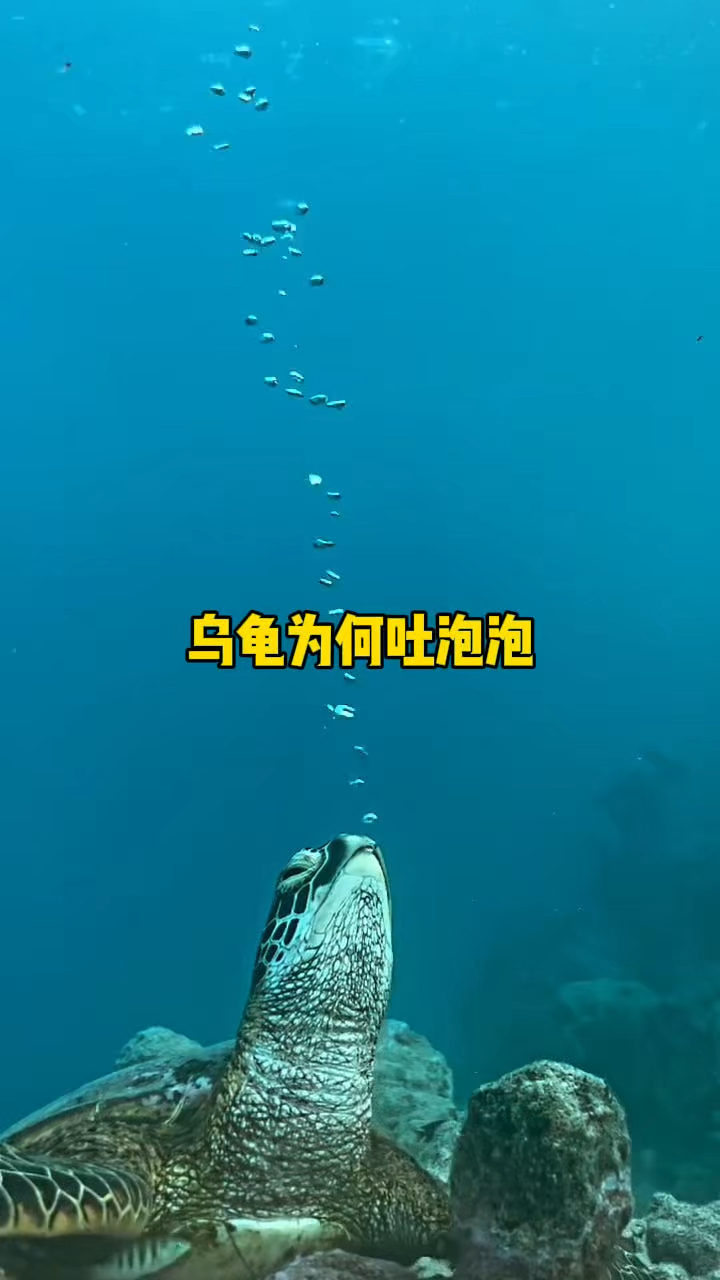 乌龟为何在海底吐泡泡