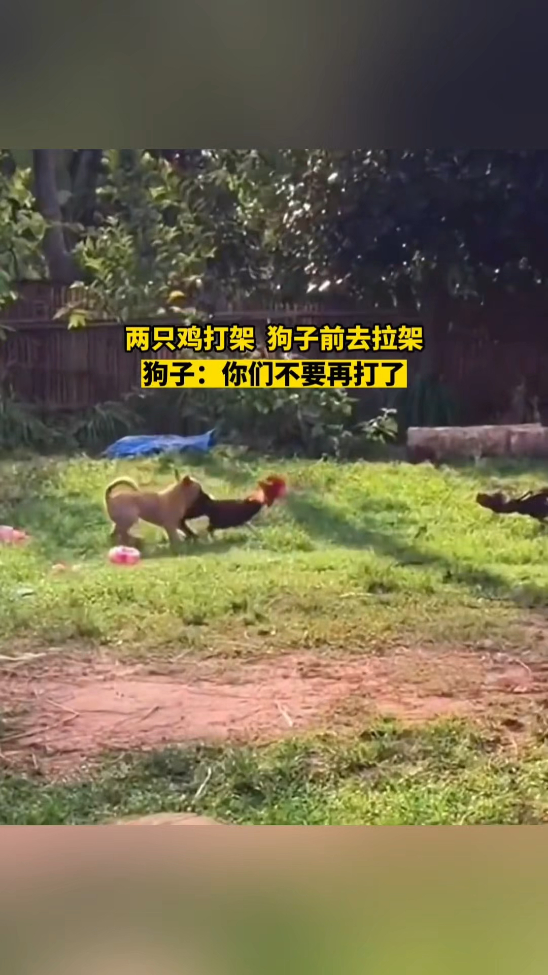狗狗阻止两只公鸡干架