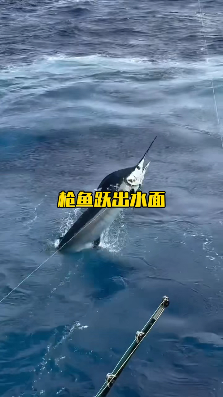 枪鱼跃出水面挣扎翻腾