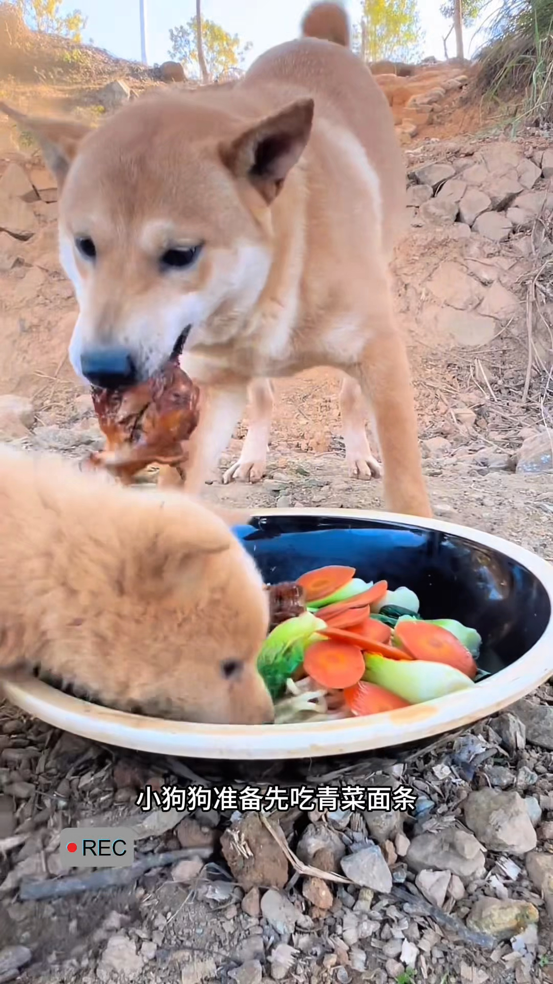 小狗狗打算先吃青菜再啃鸡腿,结果鸡腿被大黄狗抢了