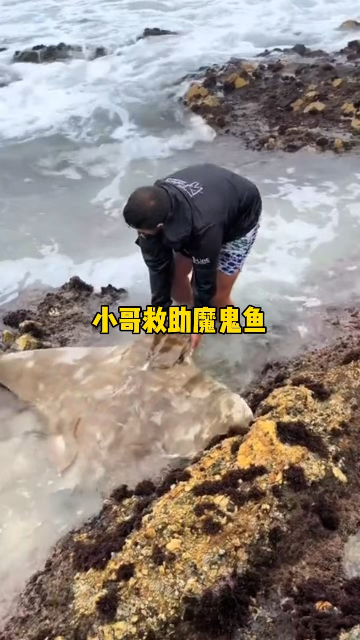 魔鬼鱼是鲨鱼的近亲,但它属于温和鱼类