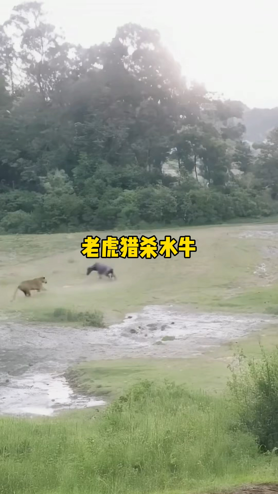 老虎猎杀水牛,动作潇洒迅猛